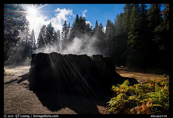 Sun, Fog rising from Mark Twain Stump. Kings Canyon National Park (color)