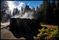 Sun, Fog rising from Mark Twain Stump. Kings Canyon National Park ( color)