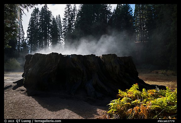 Fog rising from Mark Twain Stump. Kings Canyon National Park (color)