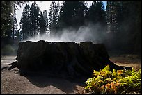 Fog rising from Mark Twain Stump. Kings Canyon National Park ( color)