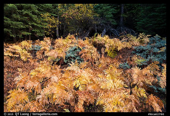 Ferns in autumn, Big Stump Basin. Kings Canyon National Park, California, USA.