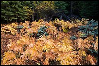 Ferns in autumn, Big Stump Basin. Kings Canyon National Park, California, USA.