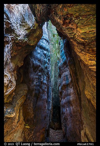 Interior of Burnt Monarch Tree. Kings Canyon National Park (color)