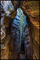 Interior of Burnt Monarch Tree. Kings Canyon National Park ( color)