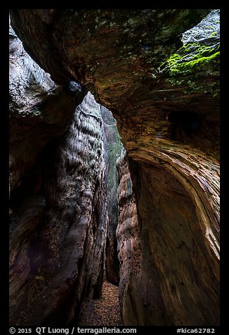 Opening into hollowed-out center of Burnt Monarch Tree. Kings Canyon National Park (color)