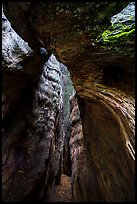 Opening into hollowed-out center of Burnt Monarch Tree. Kings Canyon National Park ( color)