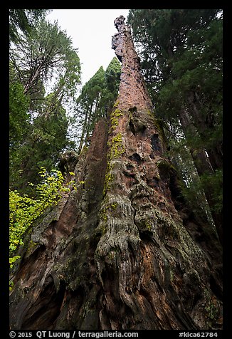 Burnt Monarch Tree. Kings Canyon National Park (color)