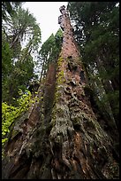 Burnt Monarch Tree. Kings Canyon National Park ( color)