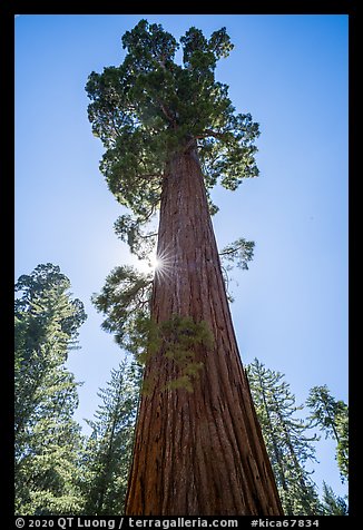 Sequoia and sun star, Grant Grove. Kings Canyon National Park (color)