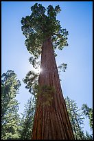 Sequoia and sun star, Grant Grove. Kings Canyon National Park ( color)