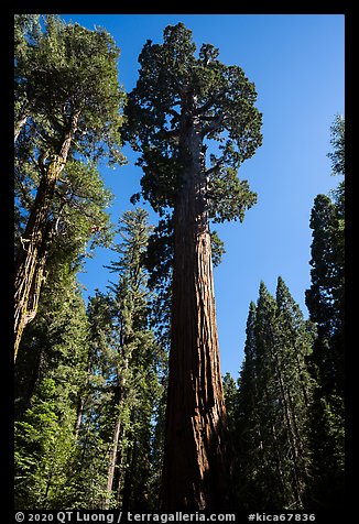 General Grant Tree, afternoon. Kings Canyon National Park (color)