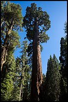 General Grant Tree, afternoon. Kings Canyon National Park ( color)