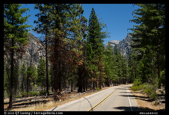 Rood, Cedar Grove. Kings Canyon National Park (color)