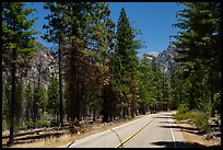 Rood, Cedar Grove. Kings Canyon National Park ( color)