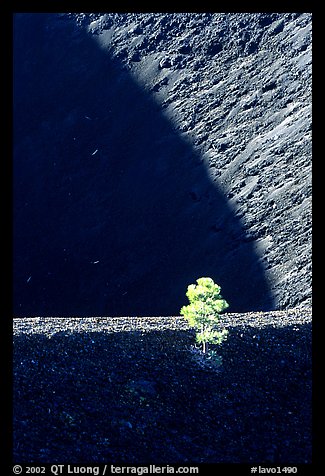 Shadows and pine on top of Cinder cone, early morning. Lassen Volcanic National Park, California, USA.