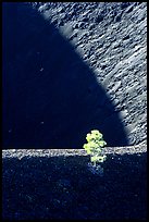 Shadows and pine on top of Cinder cone, early morning. Lassen Volcanic National Park, California, USA.