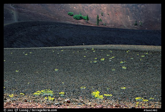 Pines and ash on top of Cinder cone. Lassen Volcanic National Park, California, USA.