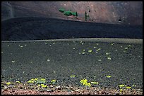 Pines and ash on top of Cinder cone. Lassen Volcanic National Park ( color)