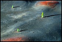 Pine trees growing on ash dunes. Lassen Volcanic National Park, California, USA. (color)