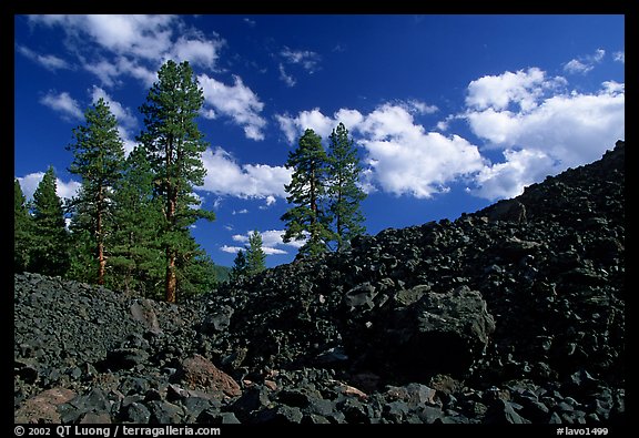Pines on Fantastic lava beds. Lassen Volcanic National Park (color)