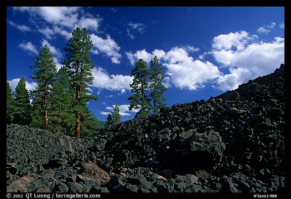 Pines on Fantastic lava beds. Lassen Volcanic National Park, California, USA.