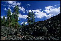 Pines on Fantastic lava beds. Lassen Volcanic National Park ( color)