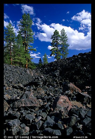 Pines on Fantastic lava beds. Lassen Volcanic National Park (color)