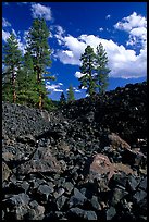 Pines on Fantastic lava beds. Lassen Volcanic National Park, California, USA. (color)