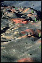 Painted dunes and pine trees. Lassen Volcanic National Park ( color)