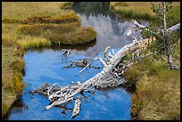 Fallen tree in Kings Creek with Lassen Peak reflection. Lassen Volcanic National Park ( color)