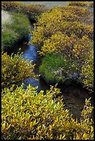 Shrubs in fall foliage along stream. Lassen Volcanic National Park ( color)