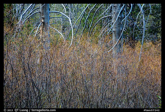 Dense shrubs and bare trunks. Lassen Volcanic National Park (color)