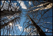 Looking up burned trees. Lassen Volcanic National Park ( color)