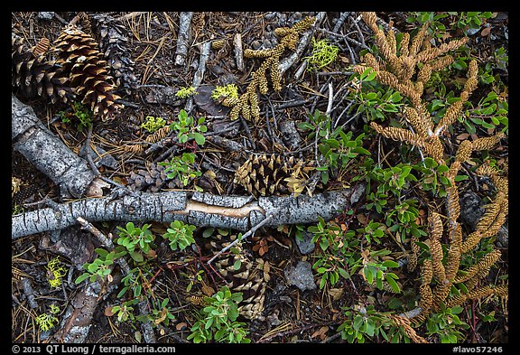 Ground close-up of forest floor. Lassen Volcanic National Park, California, USA.