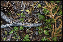 Ground close-up of forest floor. Lassen Volcanic National Park, California, USA.