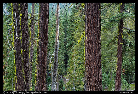 Trunks and conifer forest. Lassen Volcanic National Park (color)