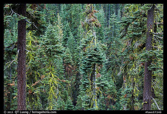 Conifer forest. Lassen Volcanic National Park (color)