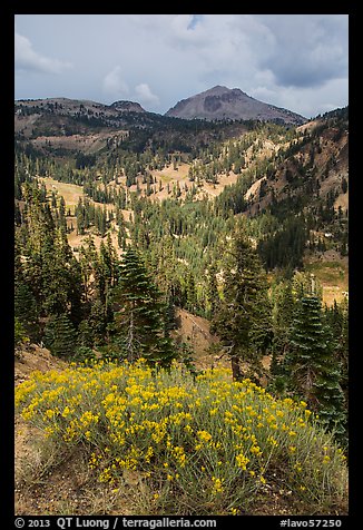 Rabbitbrush in bloom, forested valley, and Lassen Peak. Lassen Volcanic National Park (color)
