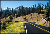 Road passing by Rabbitbrush in bloom. Lassen Volcanic National Park, California, USA.
