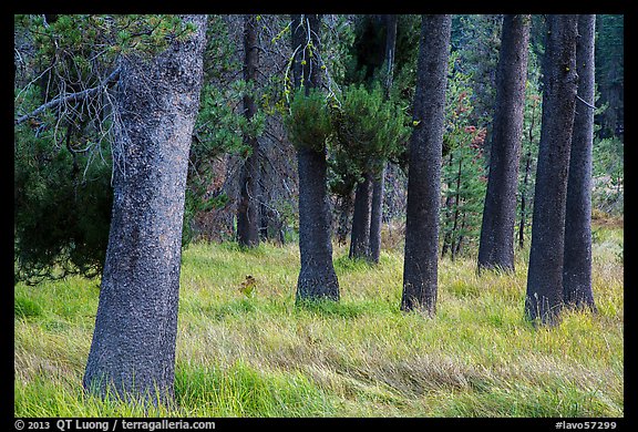 Pine tree trunks, Warner Valley. Lassen Volcanic National Park (color)