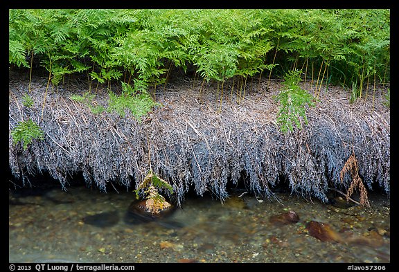 Ferns and stream. Lassen Volcanic National Park (color)