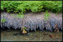 Ferns and stream. Lassen Volcanic National Park ( color)