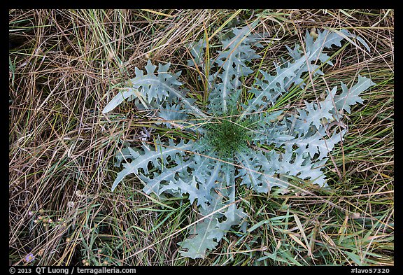 Grasses and dandelion. Lassen Volcanic National Park (color)