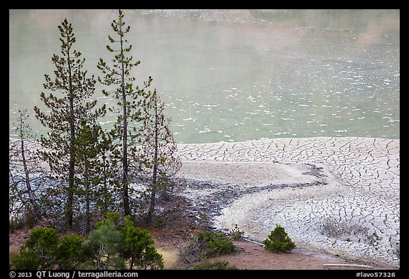 Trees and cracked mud, Boiling Springs Lake. Lassen Volcanic National Park, California, USA.