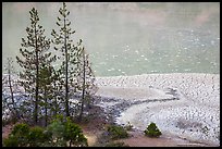 Trees and cracked mud, Boiling Springs Lake. Lassen Volcanic National Park, California, USA.