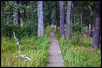 Boardwalk in meadow, Hot Springs Creek. Lassen Volcanic National Park ( color)