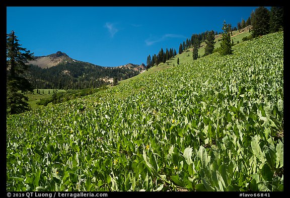 Hillside covered with arrow leaf balsam roots. Lassen Volcanic National Park (color)