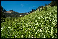 Hillside covered with arrow leaf balsam roots. Lassen Volcanic National Park ( color)