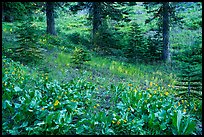 Arrow leaf balsam roots in meadow. Lassen Volcanic National Park ( color)