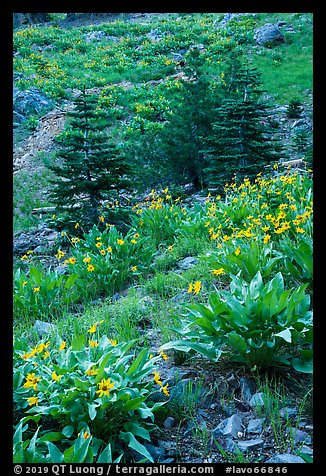 Arrow leaf balsam root flowers and fir in meadow. Lassen Volcanic National Park (color)